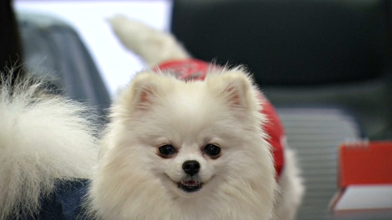Собака в офисе: как в Таиланде снимают стресс на рабочем месте
