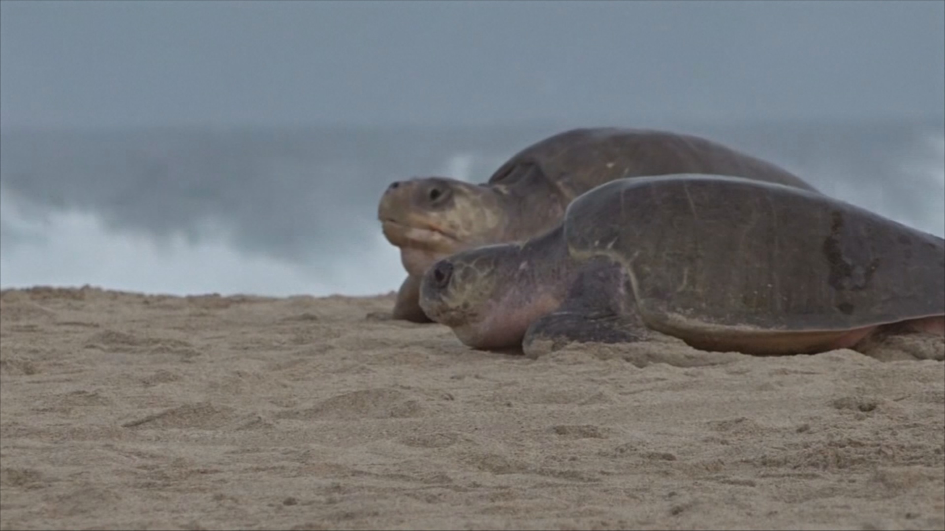 Тысячи редких оливковых черепах откладывают яйца на пляже в Мексике