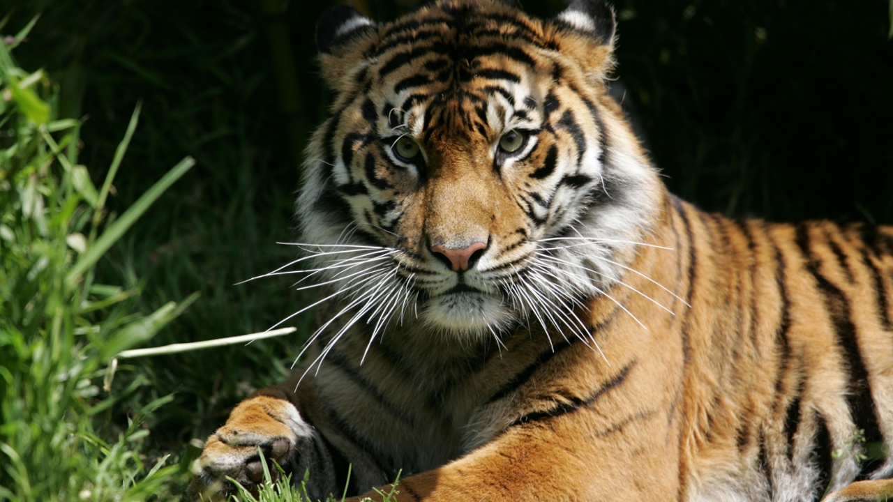 Евросоюз призывают запретить торговлю тиграми, выращенными в неволе