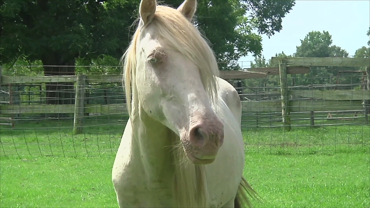 В долине Миссисипи успешно разводят редких лошадей чокто