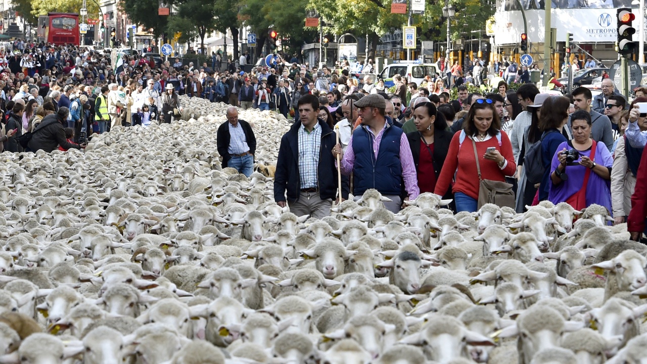 Автомобили в Мадриде уступили место овцам