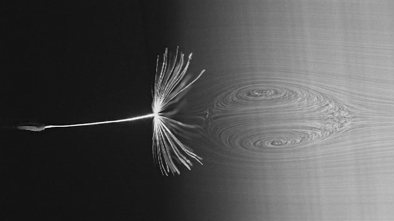 Учёные открыли уникальный механизм полёта семян одуванчика