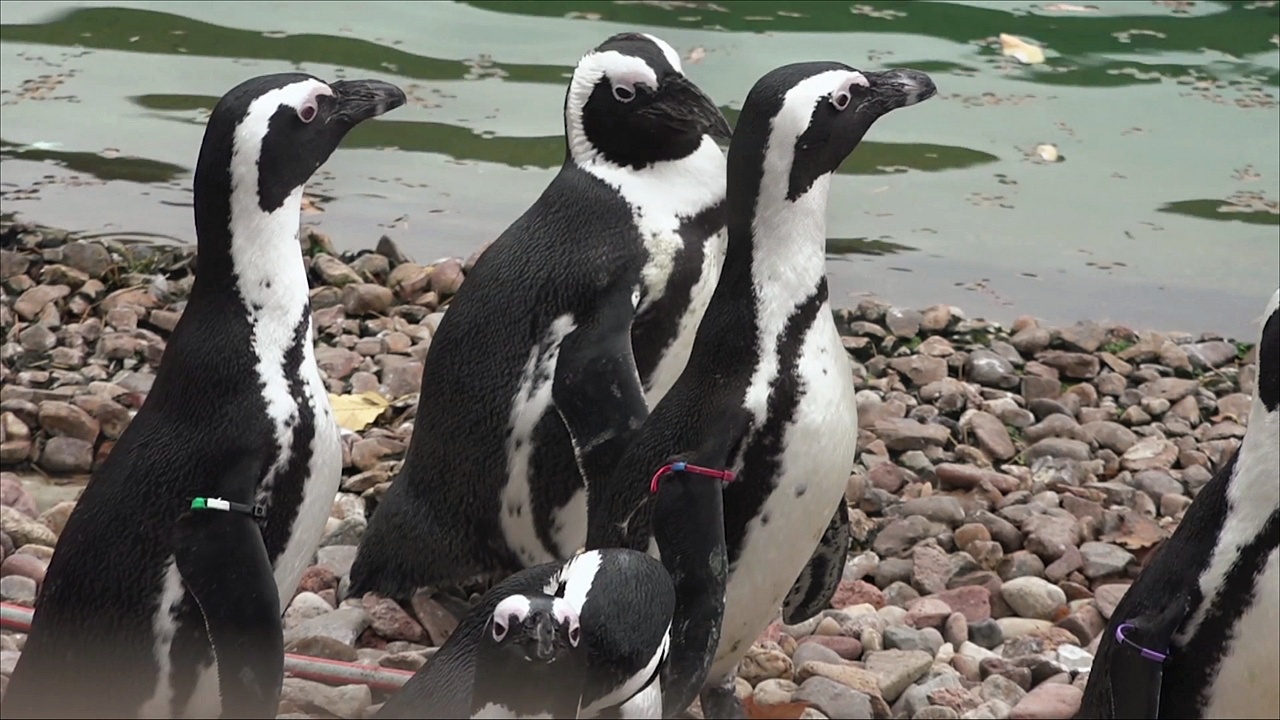 Польский зоопарк поделился «лишними» пингвинами с Чехией Польский зоопарк поделился «лишними» пингвинами с Чехией