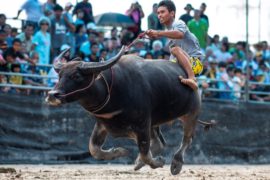 Тайцы трепетно хранят традицию гонок на буйволах