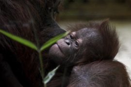 В парижском зоопарке родился детёныш редкого калимантанского орангутана