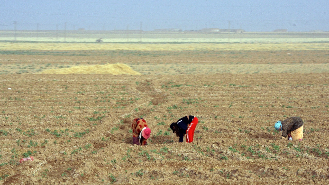 В Сирии собрали самый скудный урожай пшеницы за 30 лет