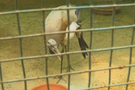 Индийский зоопарк просит помочь раненому журавлю, прилетевшему из России