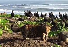 На диком пляже Коста-Рики заметили ягуара