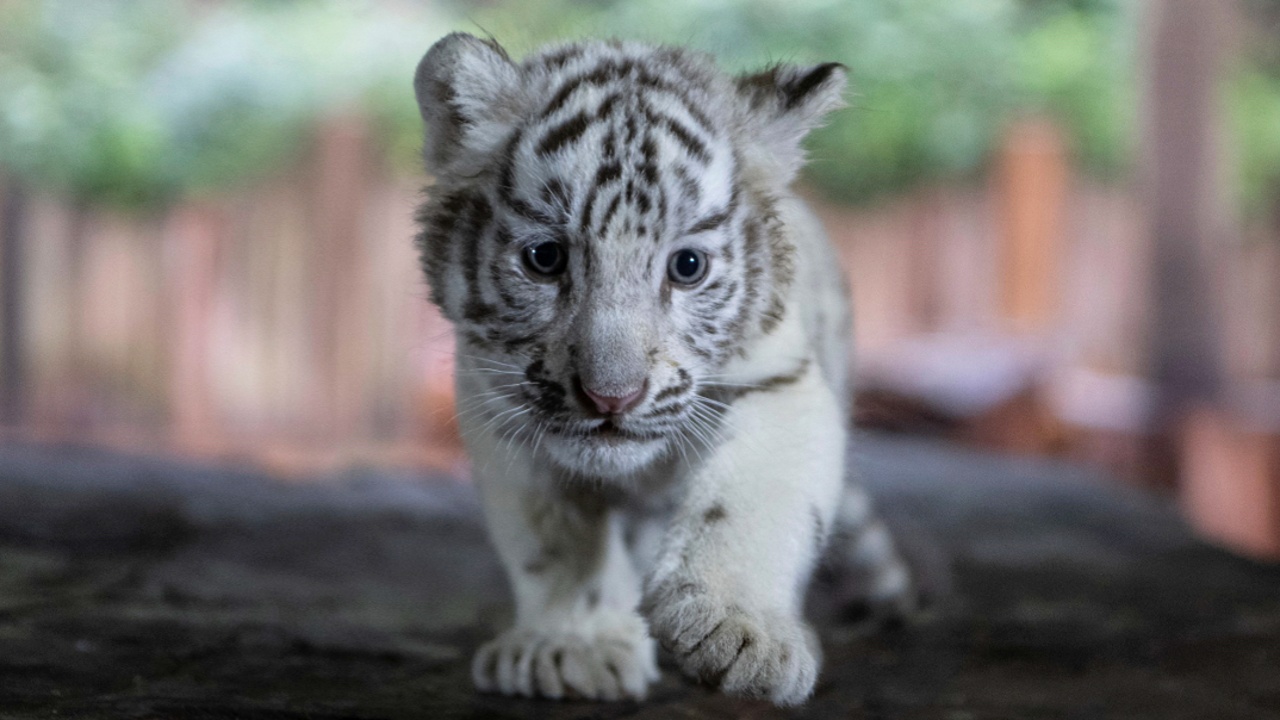 Зоопарк Лимы впервые показал трёх бенгальских белых тигрят