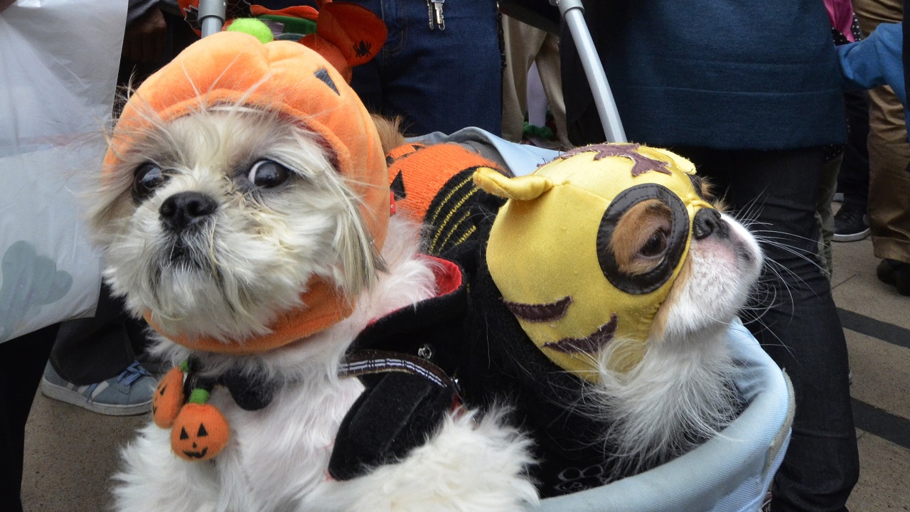 Тыквочки и пчёлки: американцы наряжают собак на Хеллоуин
