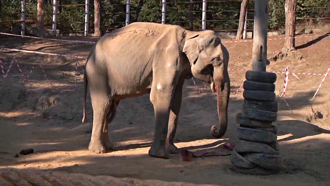 В зоопарке слону сделали 5-часовую операцию по удалению больного бивня