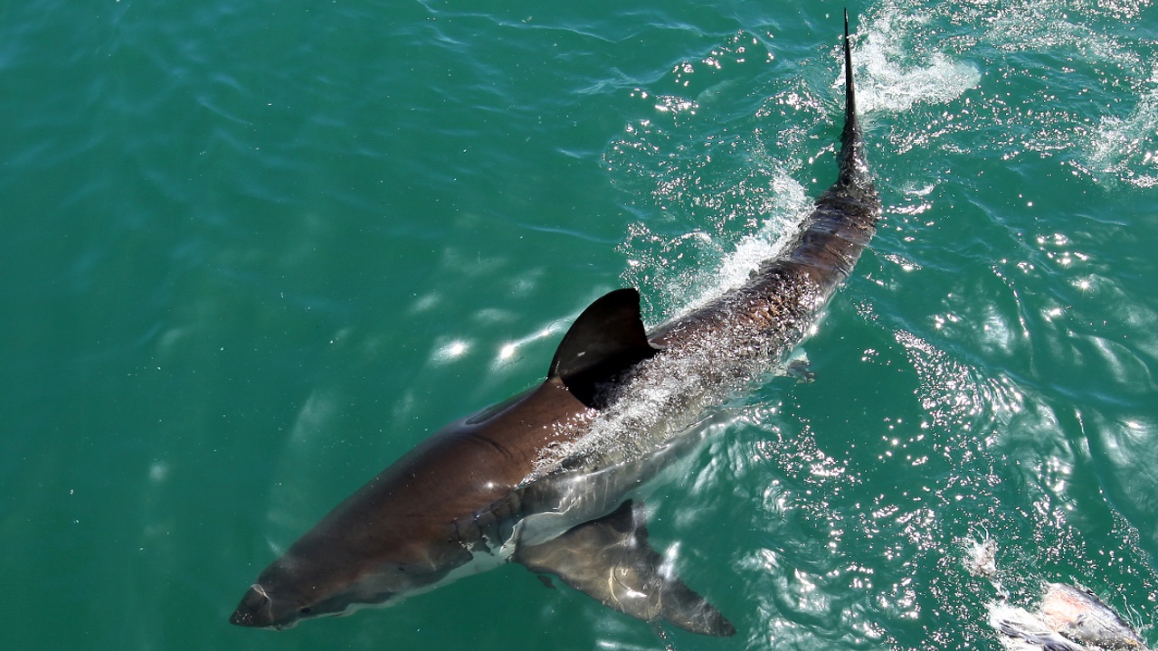Турист скончался в результате нападения акулы в Австралии