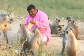 Индийский ювелир 10 лет подкармливает стаю обезьян