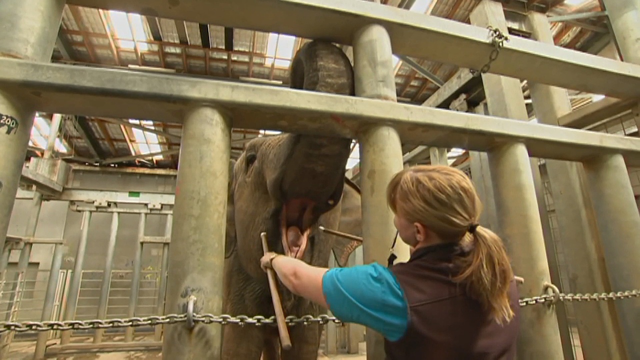 Животных приучают к шприцам и рентгенам в зоопарке Мельбурна