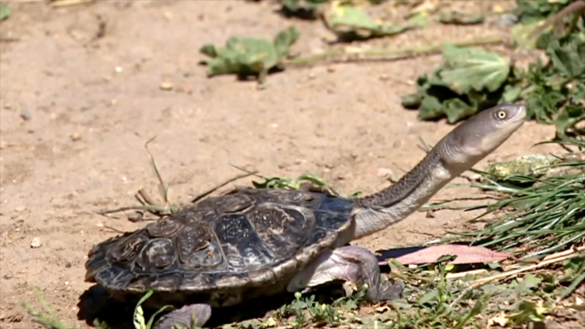 В Канберре редких змеиношеих черепах защищают от хищников