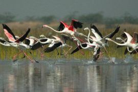 Большую стаю фламинго заметили на юге Индии