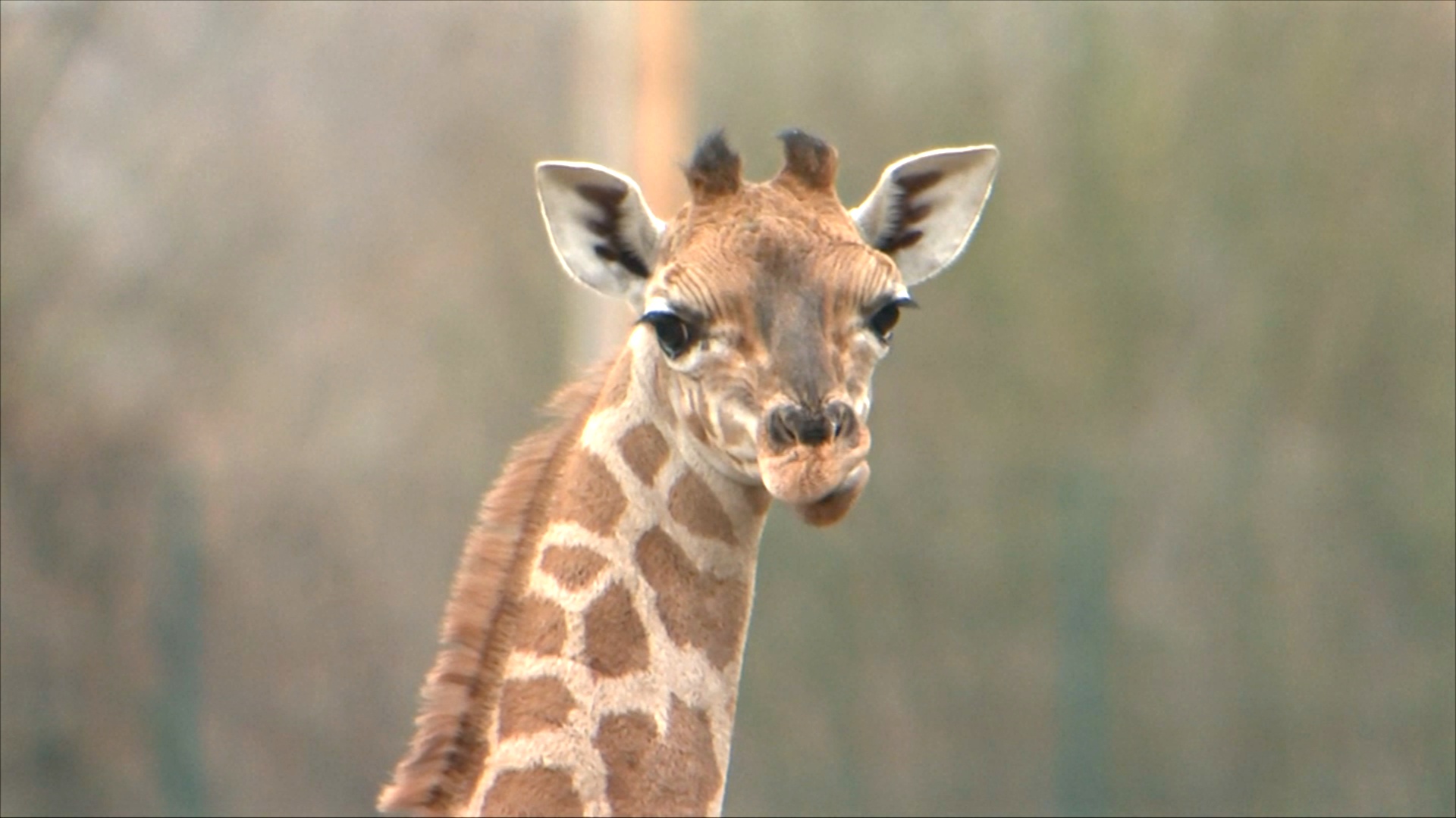 Жирафёнок покоряет сердца гостей берлинского зоопарка