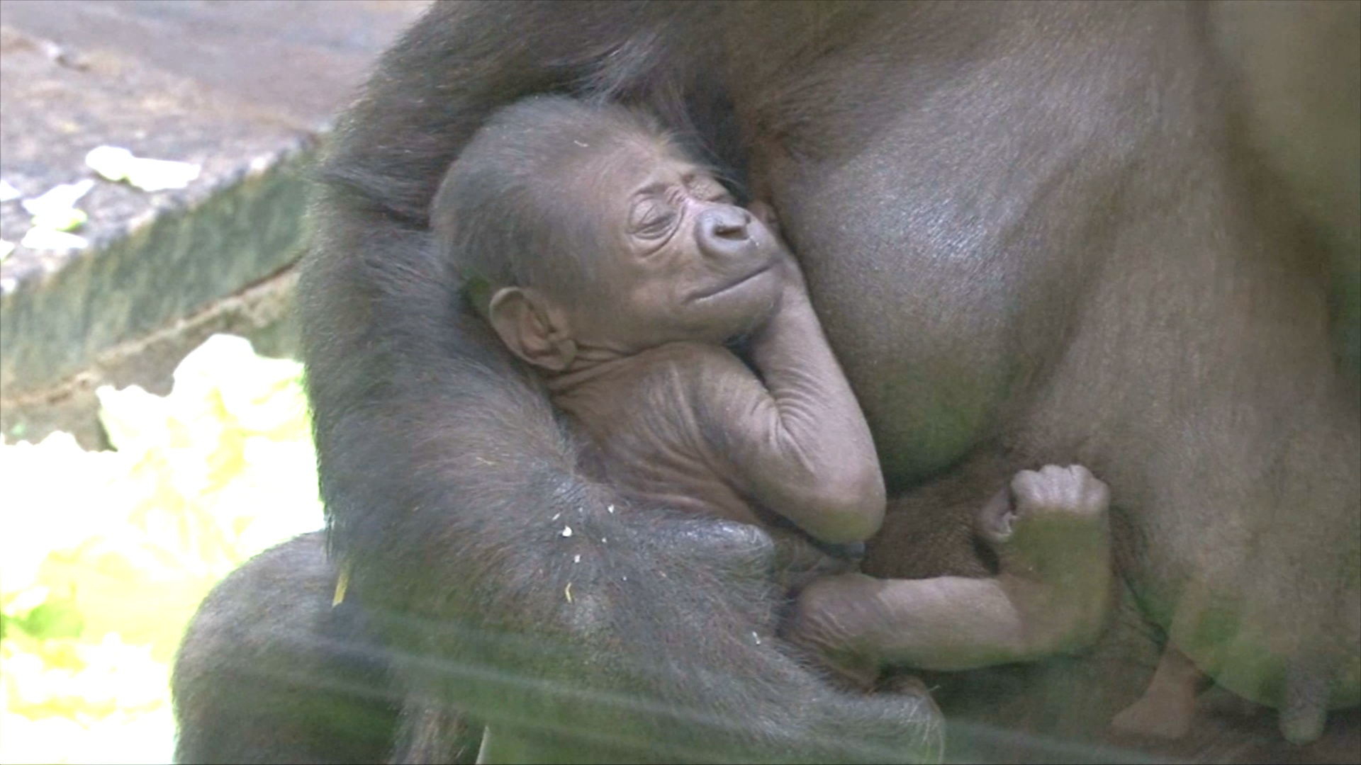В Московском зоопарке пополнилась семья редких равнинных горилл