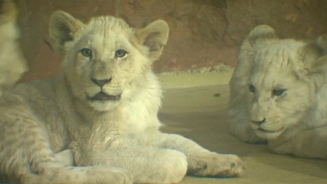 В зоопарке Магдебурга дали клички четырём белым львятам