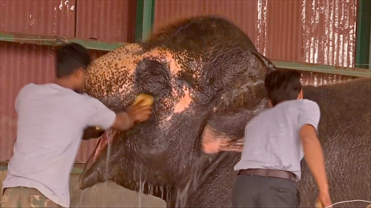 Первая в Индии больница для слонов уже приняла пациентов