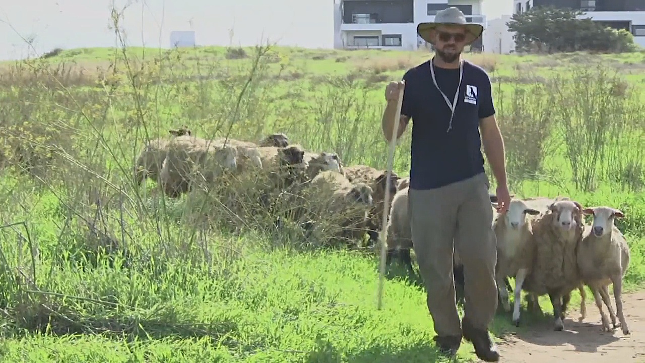 Парк Тель-Авива нанял пастуха для борьбы с сорняками