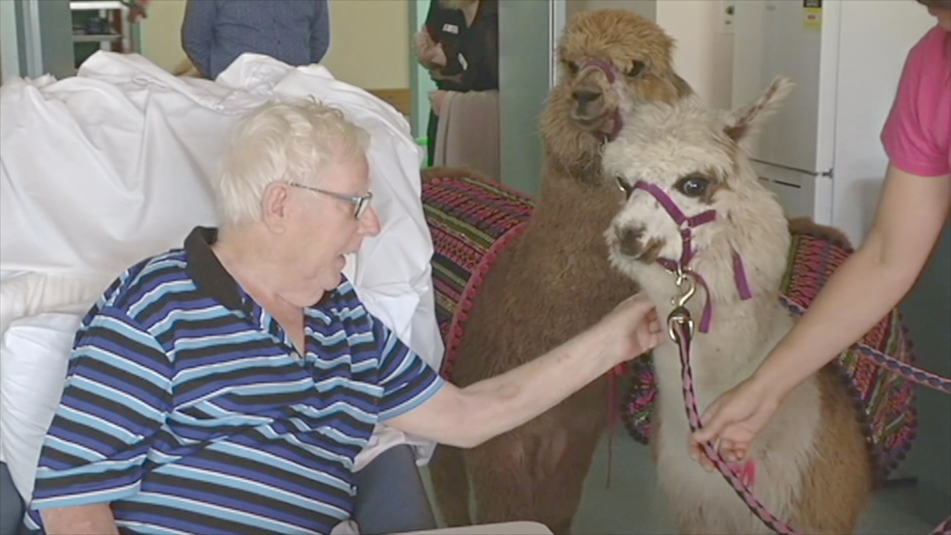 Пушистые альпака навещают пациентов в австралийской больнице