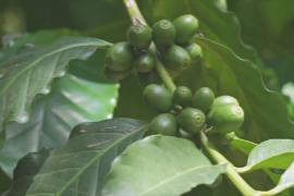 Старейшим кофейным плантациям Китая хотят вернуть былую славу