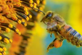 Экологические новинки 2018 года: от убежищ для пчёл до городских очистителей воздуха