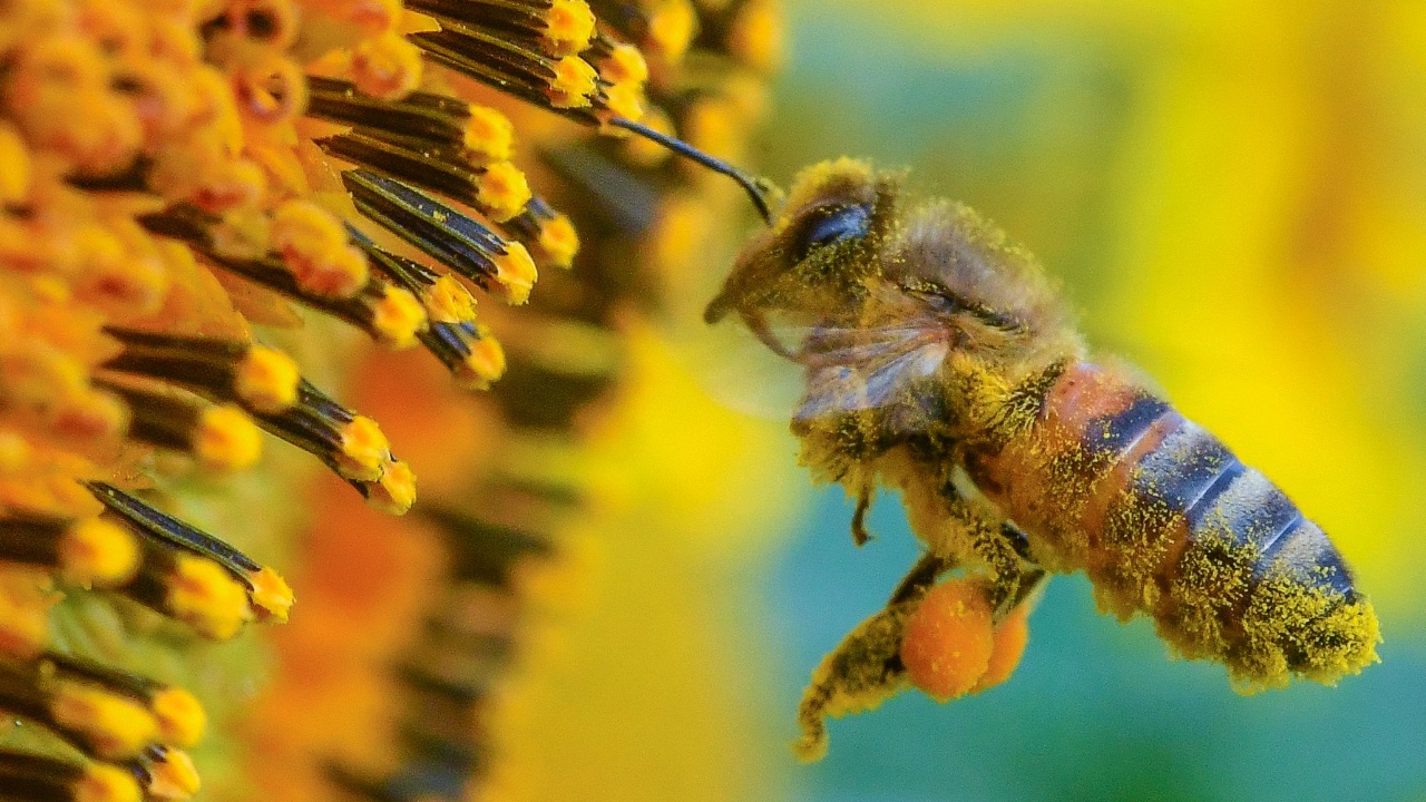 Экологические новинки 2018 года: от убежищ для пчёл до городских очистителей воздуха