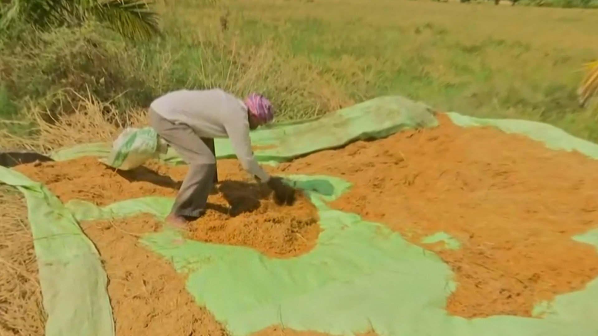 Циклон «Петай» уничтожил более 2000 га рисовых полей в Индии