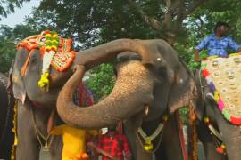 Храмовые слоны Индии отправились на спа-курорт