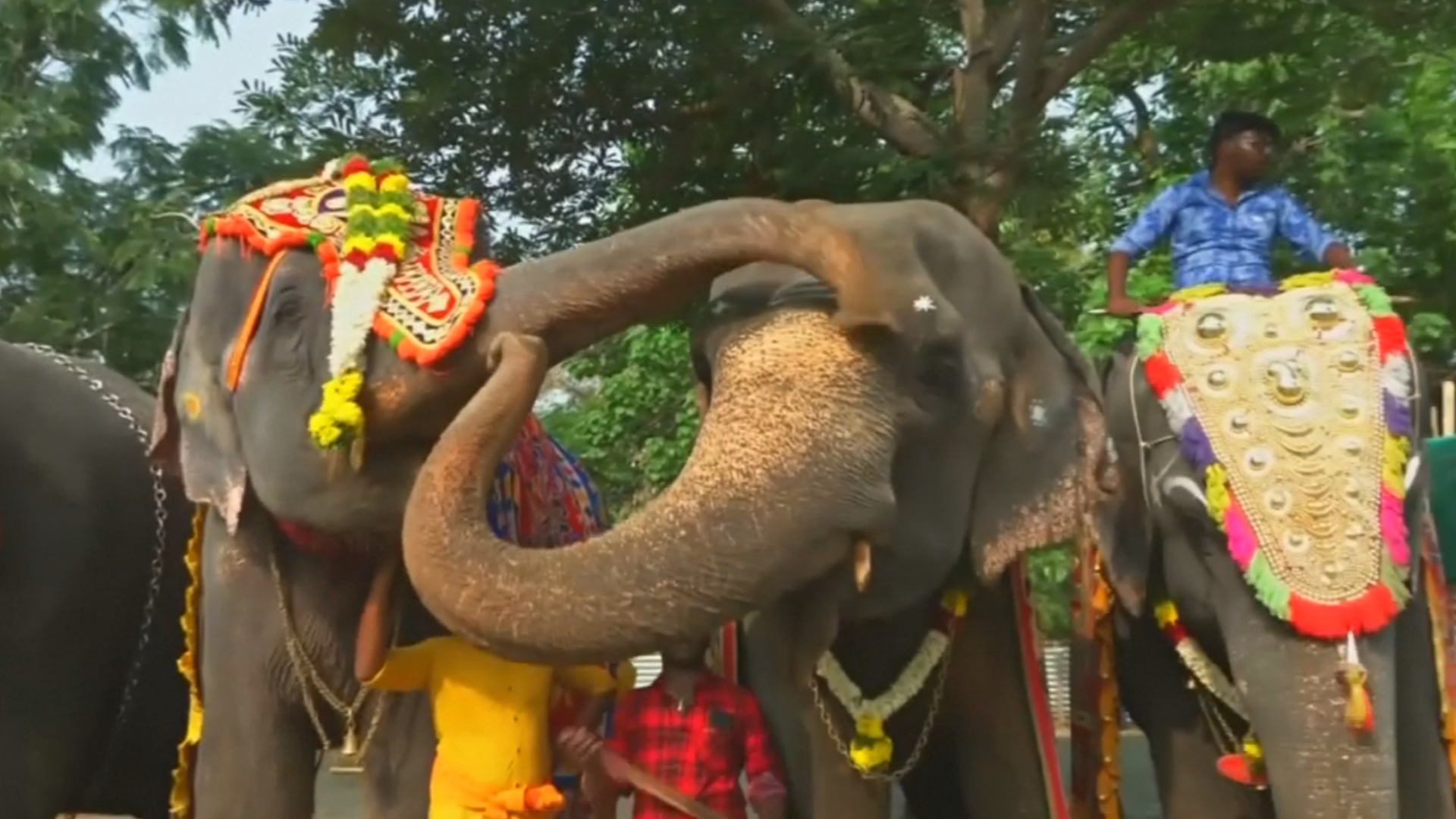 Отпуск для храмовых слонов