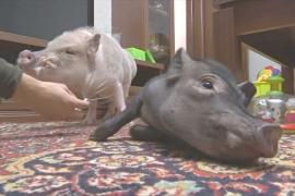 Свинья в доме: в России всё популярнее мини-пиги