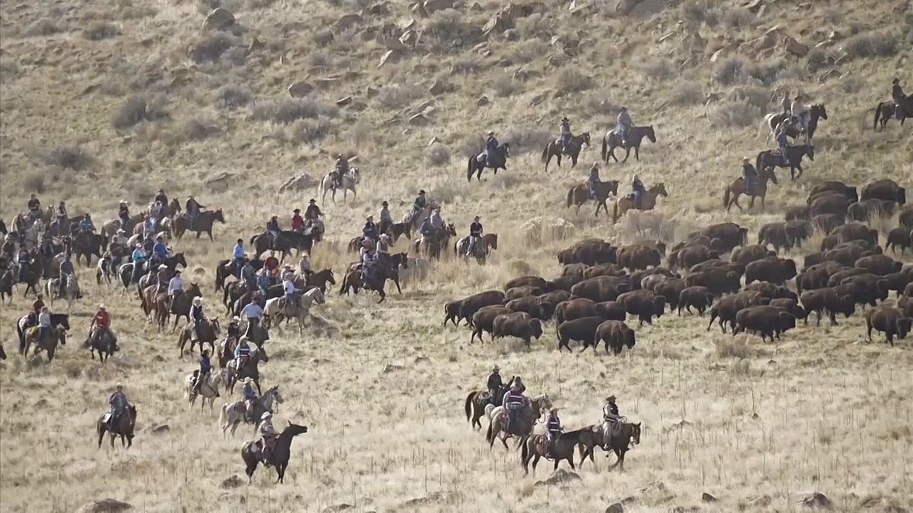 В штате Юта провели медосмотр для стада бизонов
