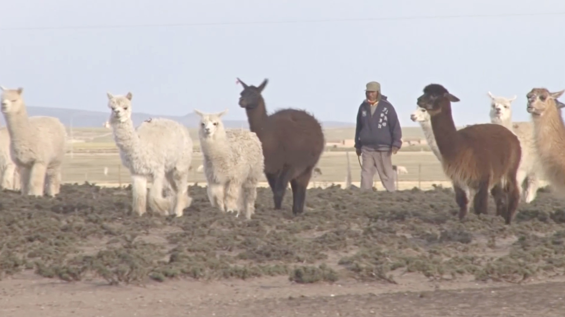 В Андах почти не осталось пастухов – молодёжь уезжает в города