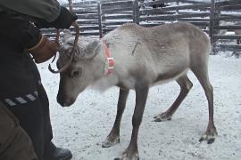 Финских оленей подключают к сети