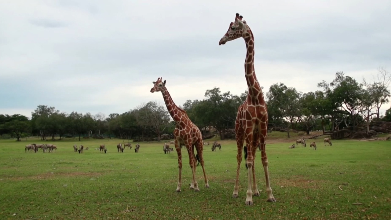 В заповеднике Коста-Рики спасают жирафов от вымирания