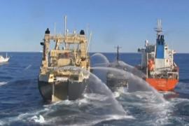 Япония возобновит коммерческий китобойный промысел с июля 2019