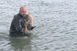 В Турции полицейский-водолаз спас щенка на замёрзшем озере