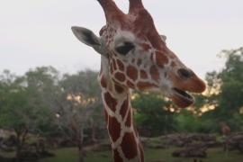 Как на Коста-Рике создают генетический банк жирафов