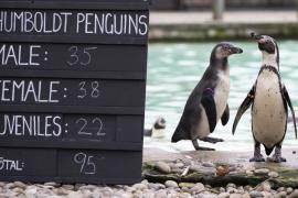 В Лондонском зоопарке началась ежегодная перепись животных
