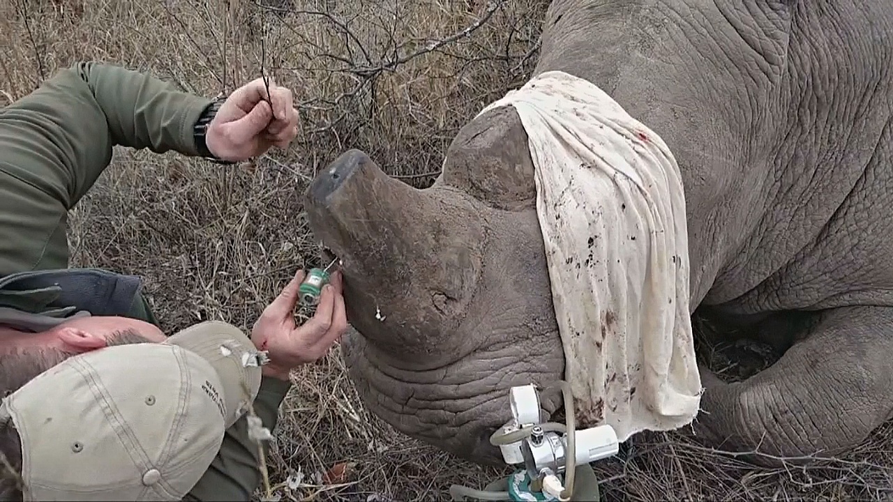 В Зимбабве спасать носорогов помогут миниатюрные GPS-трекеры