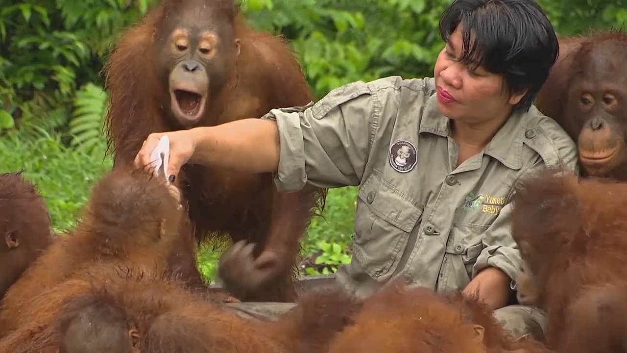 За сиротами-орангутанами ухаживают в крупнейшем реабилитационном центре