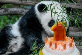 Как в Малайзии отмечали первый день рождения панды