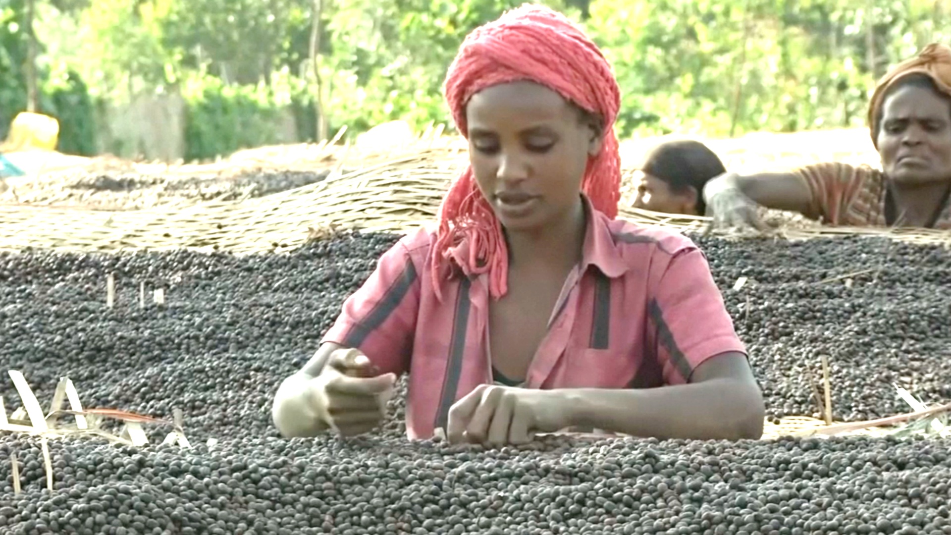 Эфиопские фермеры получают за чашку кофе менее цента