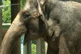 Мороженое и душ спасают от жары питомцев зоопарка в Рио-де-Жанейро