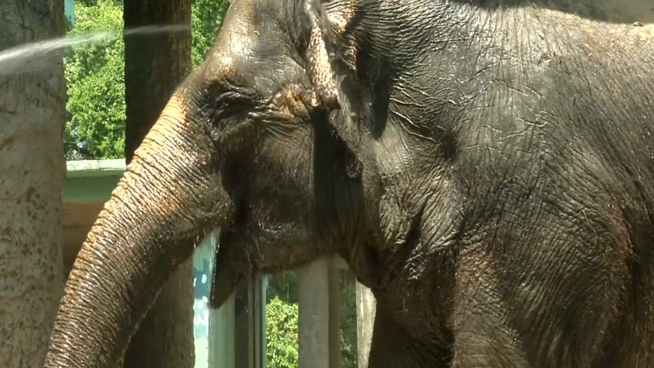 Мороженое и душ спасают от жары питомцев зоопарка в Рио-де-Жанейро