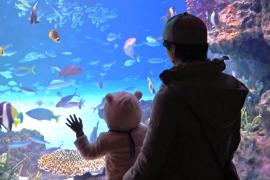 Прикоснуться к глубоководным созданиям можно в океанариуме в Токио