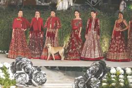 В Индии собака решила затмить моделей и вышла на подиум