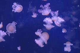 Завораживающая выставка медуз открылась в Парижском океанариуме
